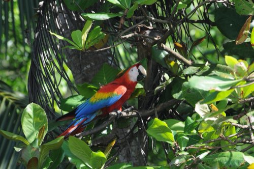Corcovado National Park