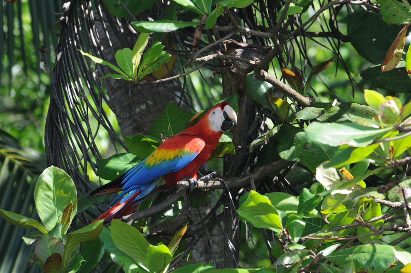 Corcovado National Park
