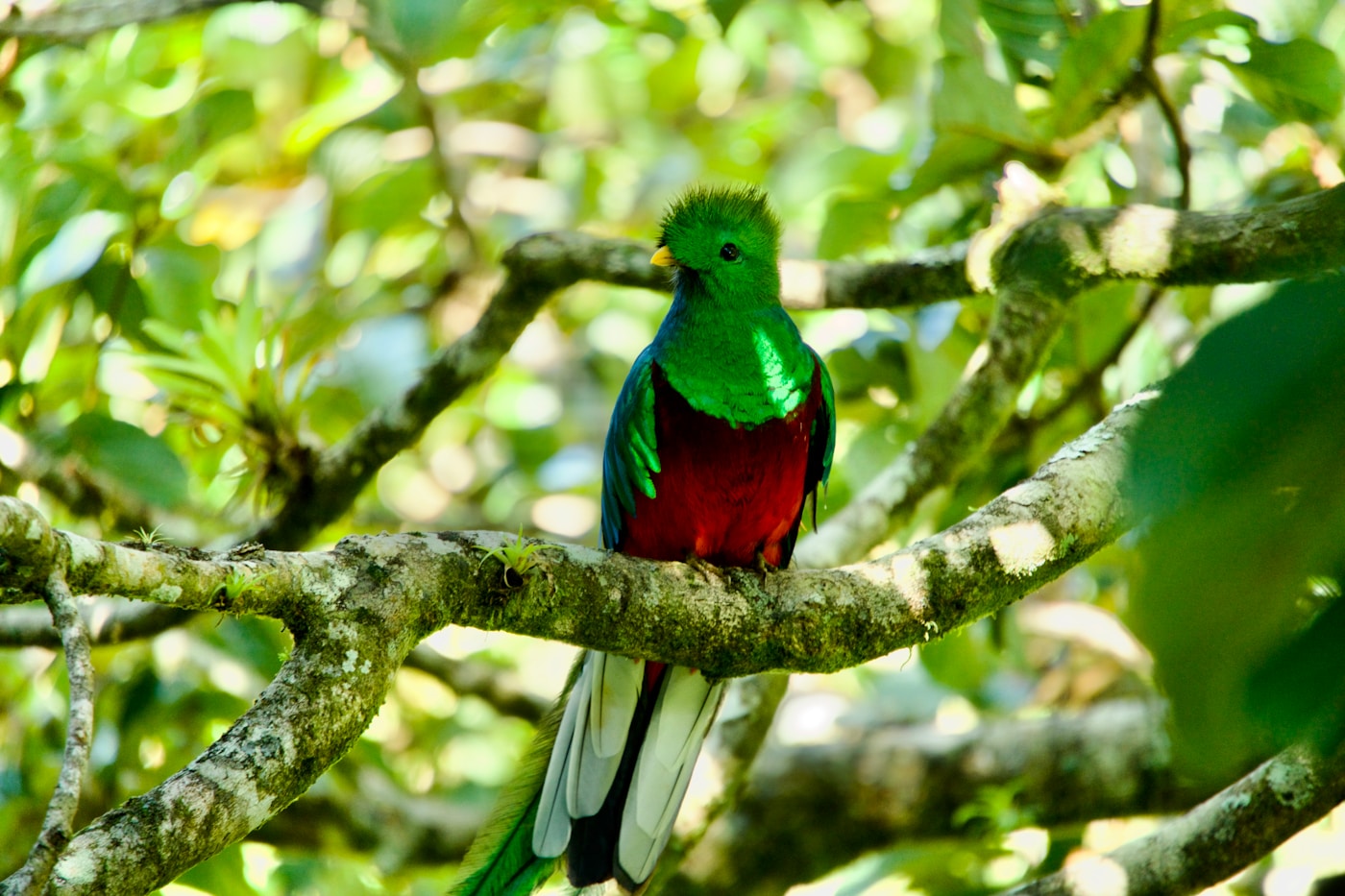 Monteverde Cloud Forest Reserve